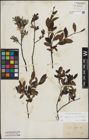 Foto von Salix lapponum L. x Salix myrtilloides L.